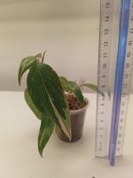 Philodendron Pink Princess White Jungpflanze im Topf