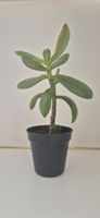 Geldbaum Pflanze Crassula ovata ca. 19 cm hoch