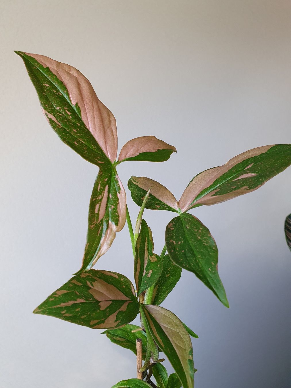 Pflanzen & Samen: Syngonium pink splash – Gebraucht aus Erlinsbach SO von Lea030 1