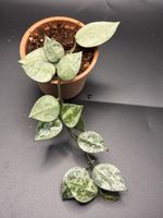 Hoya Krohniana Silver (1-1-5)