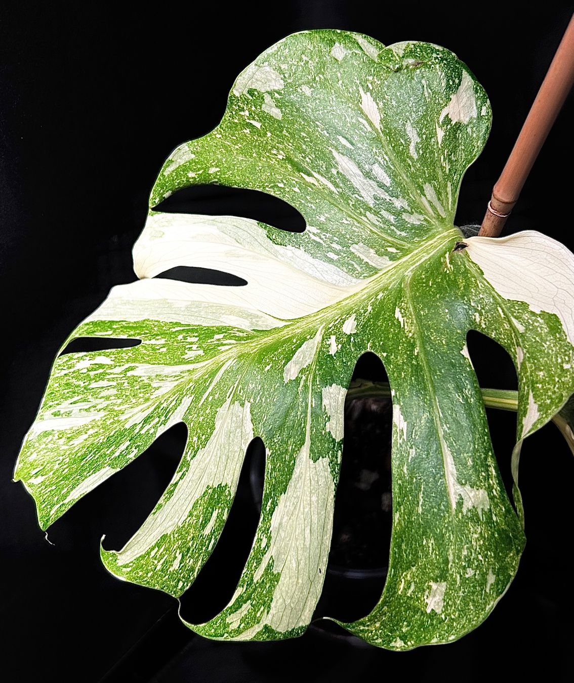 MONSTERA THAI CONSTELLATION PLATINUM XL STAMMSTECKLING! (Gebraucht) in  Giubiasco fr CHF 195  mit Lieferung auf Ricardo kaufen