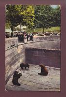 BERN - Bärengraben - 1914