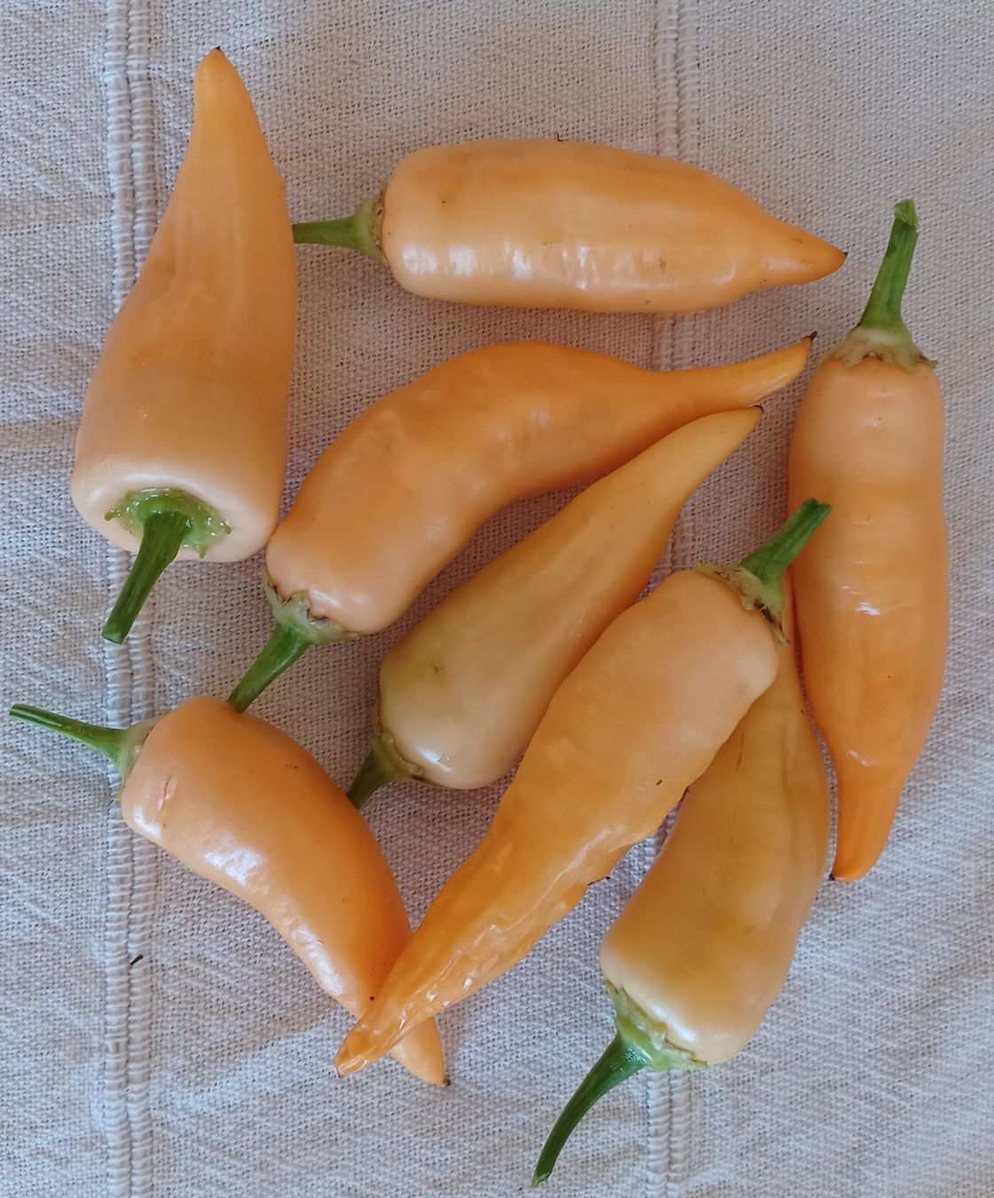 Piante & sementi: Samen Chili Sugar Rush Long Peach 10Stk – Usato da Schwaderloch venduto da bademeister79