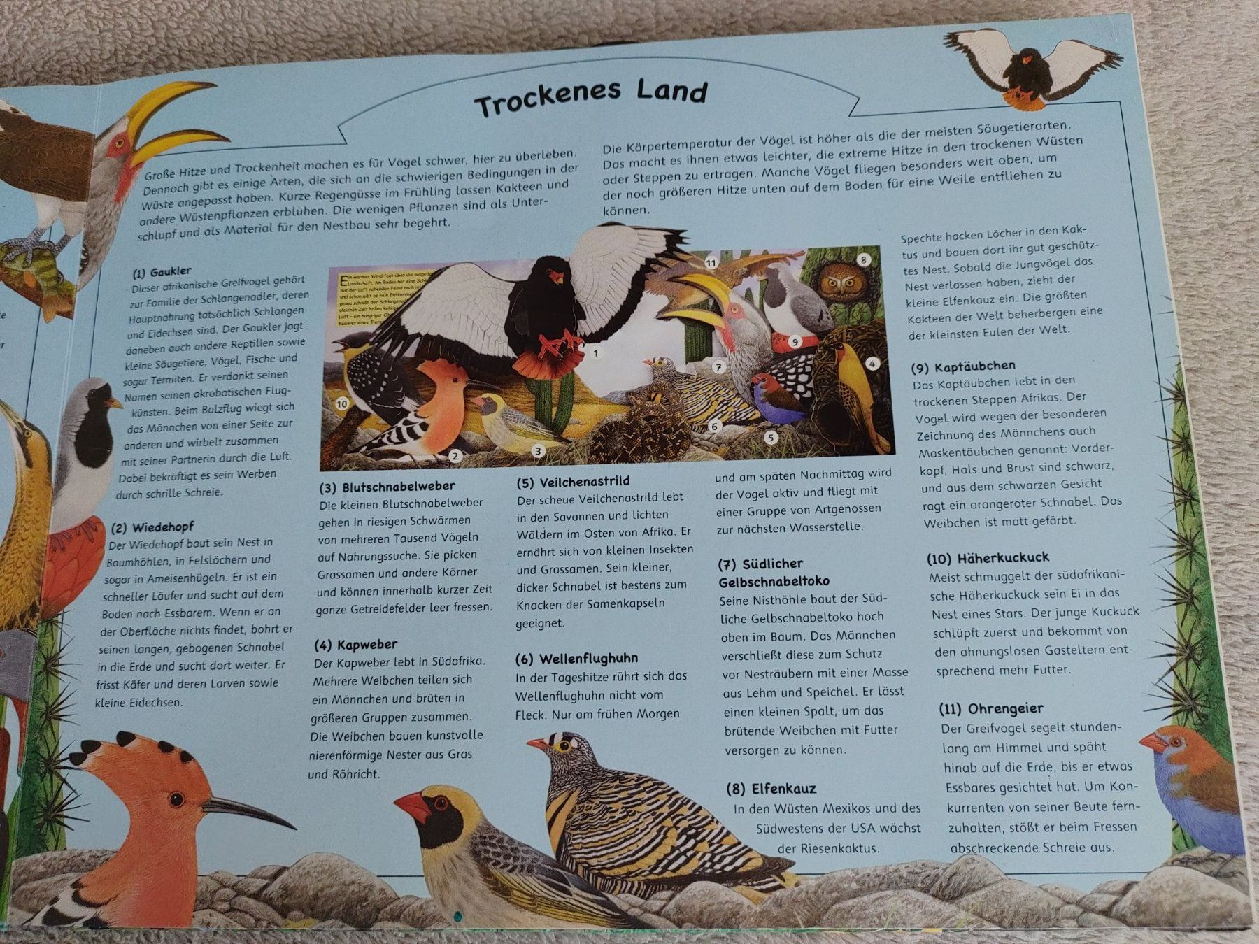 Libri: Buch Zauberklang der Vögel – Usato da Strengelbach venduto da Phorensic_30 3