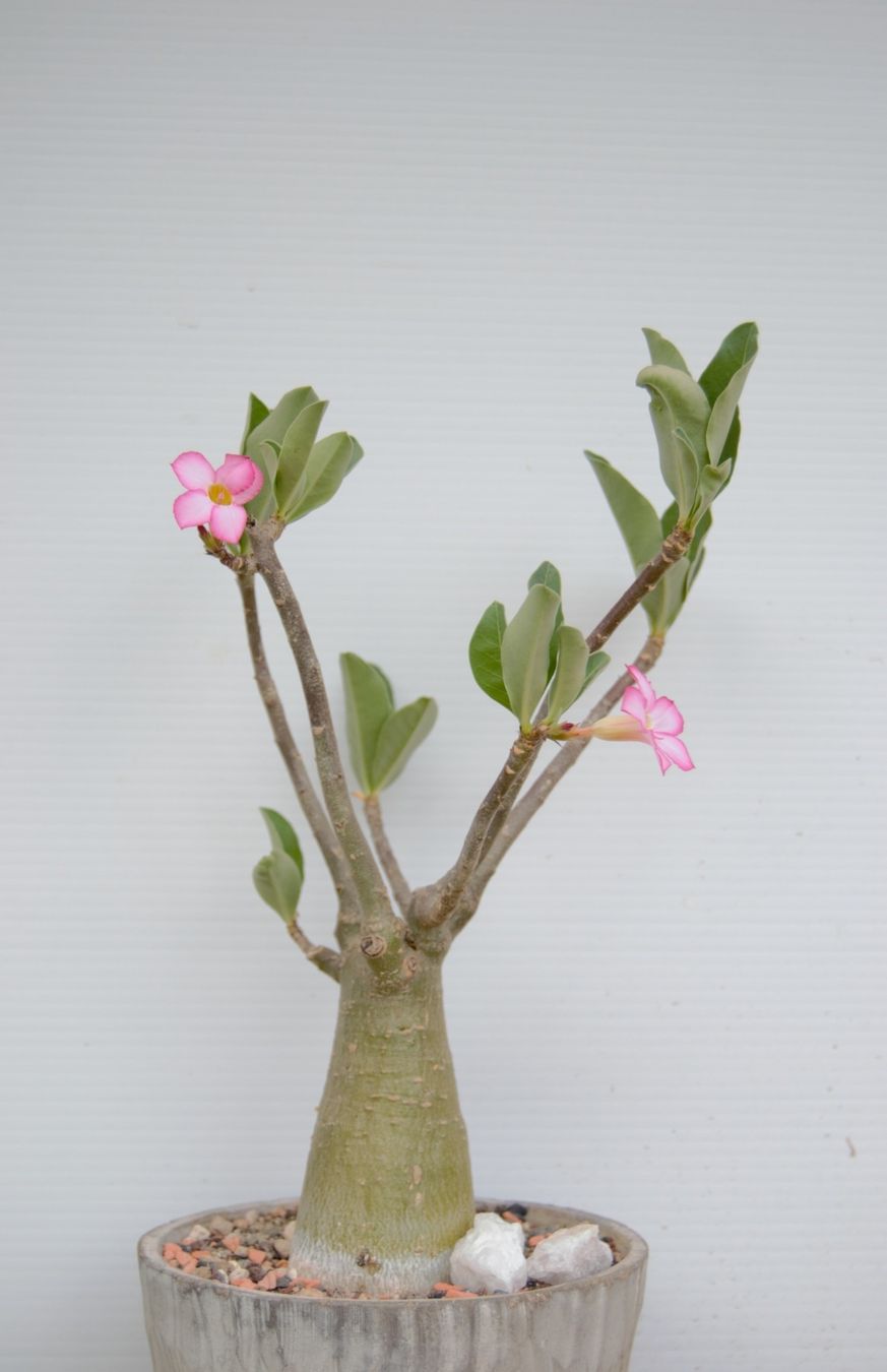 Piante & sementi: Adenium obesum – Usato da Comano venduto da che_8lc2 1