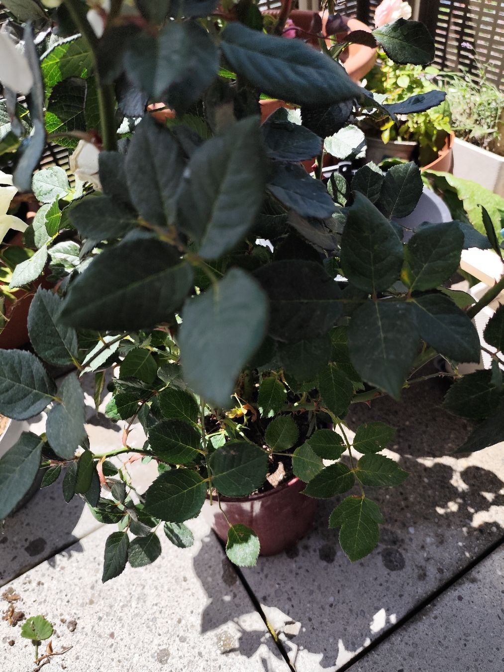 Pflanzen & Samen: Rose  – Gebraucht aus Grossdietwil von bie_2bn5 1