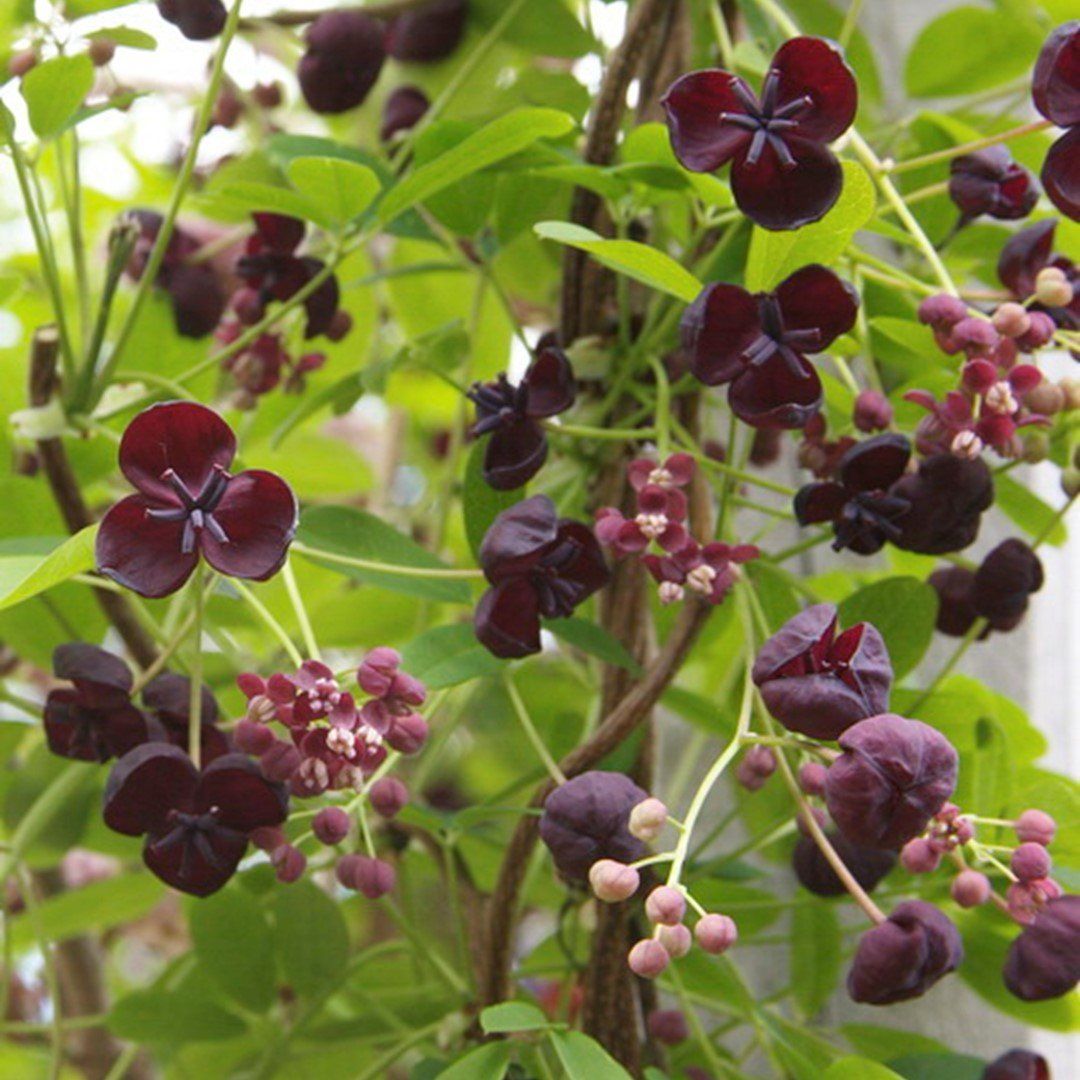 Pflanzen & Samen: Akebia Quinata – Gebraucht aus St.Erhard von  1