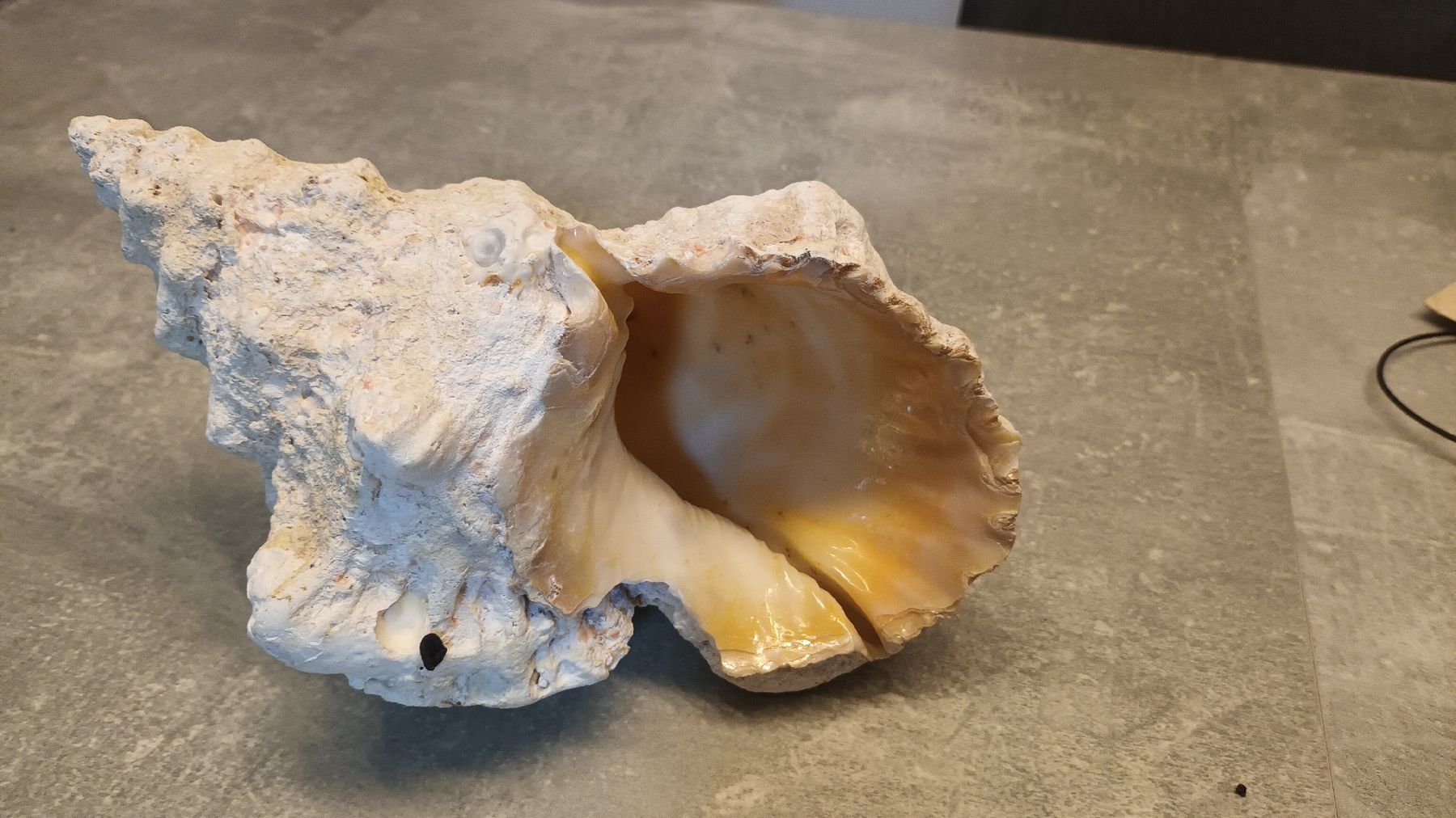 Toutes les décorations: Grosse Muschel 27cm – D'occasion à chur par erika025 1