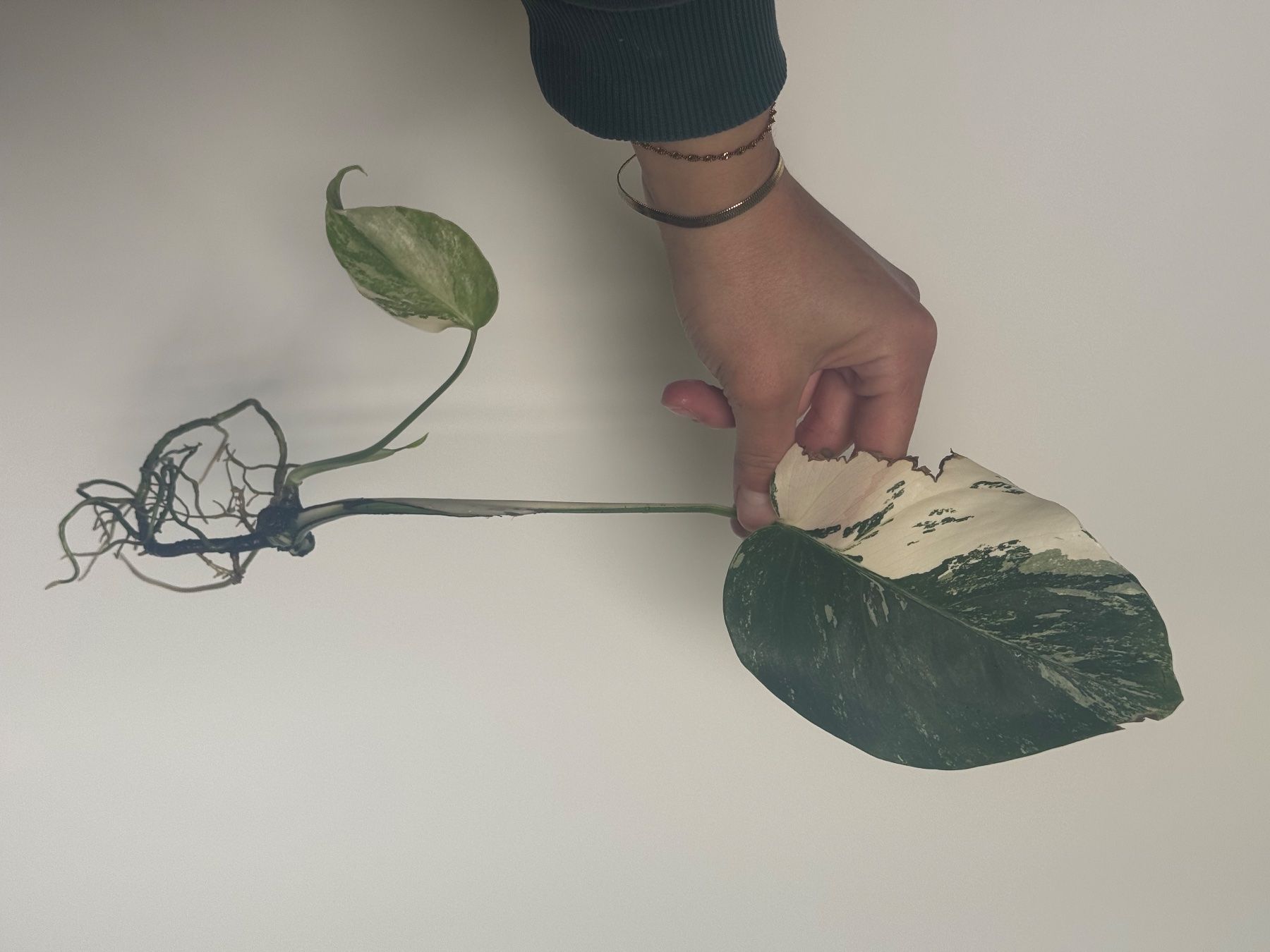 Piante & sementi: Monstera albo variegata Stammsteckling – Usato da Bachenbülach venduto da csp_6rns 1