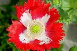 PAVOT DRAPEAU SUISSE / DANOIS RARE 25g