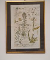 Pflanzenbild (Druck) mit Goldrahmen und Beschreibungen(He87)