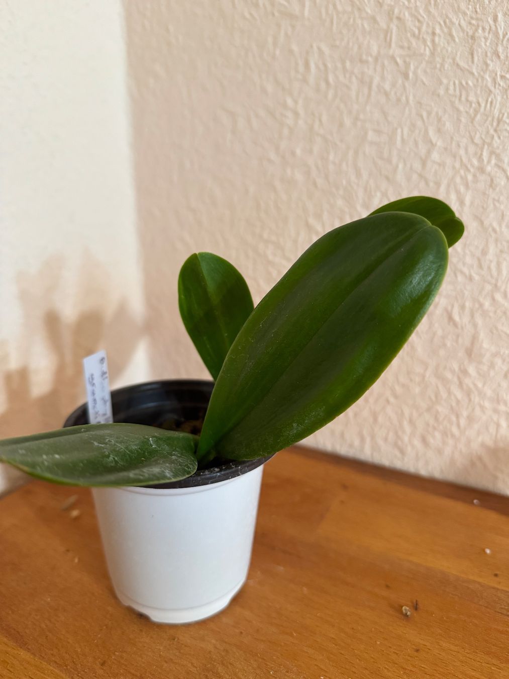 Pflanzen & Samen: Bulbophyllum grandiflorum – Gebraucht aus Männedorf von mrclst 1