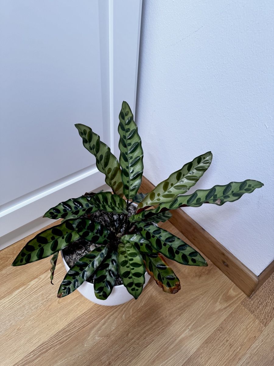 Piante & sementi: 🌱 Calathea lancifolia – Usato da Niederbuchsiten venduto da GreenGems