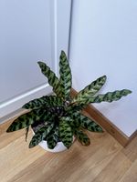 🌱 Calathea lancifolia
