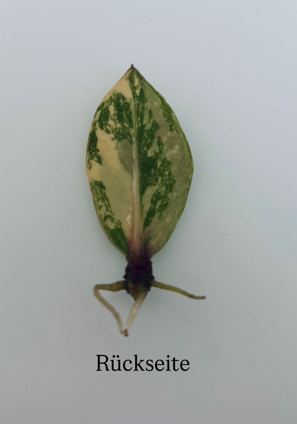 Pflanzen & Samen: Zamioculcas Zamiifolia Variegata – Gebraucht aus Spreitenbach von GreenThumb 1