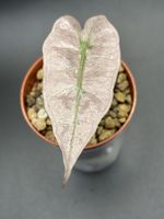 Alocasia Amazonica Mint Variegata (1-7)