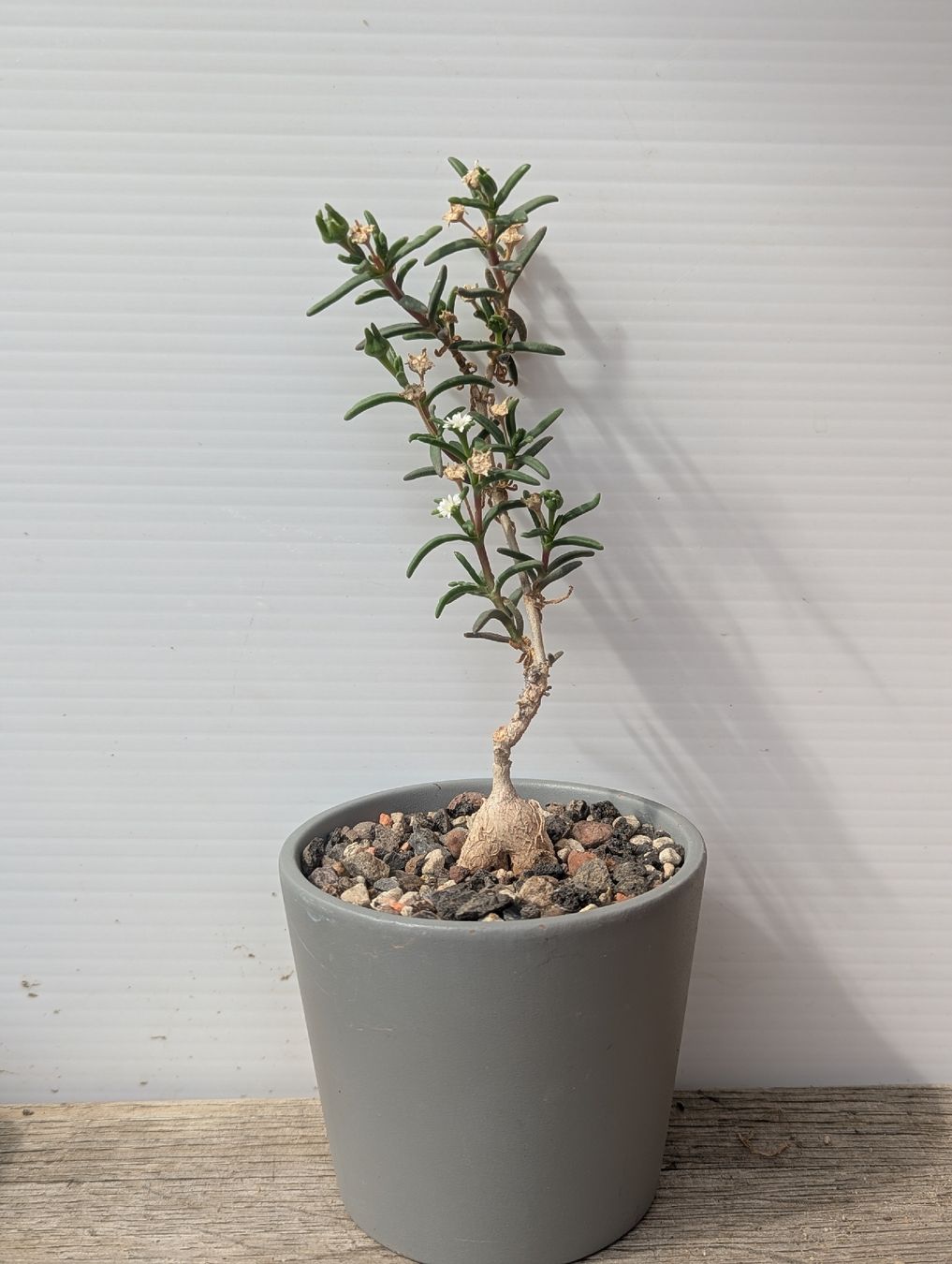 Piante & sementi: Delosperma napiforme, ex Mestoklema  – Usato da Comano venduto da che_8lc2 2