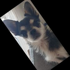 Profile image of maharani02