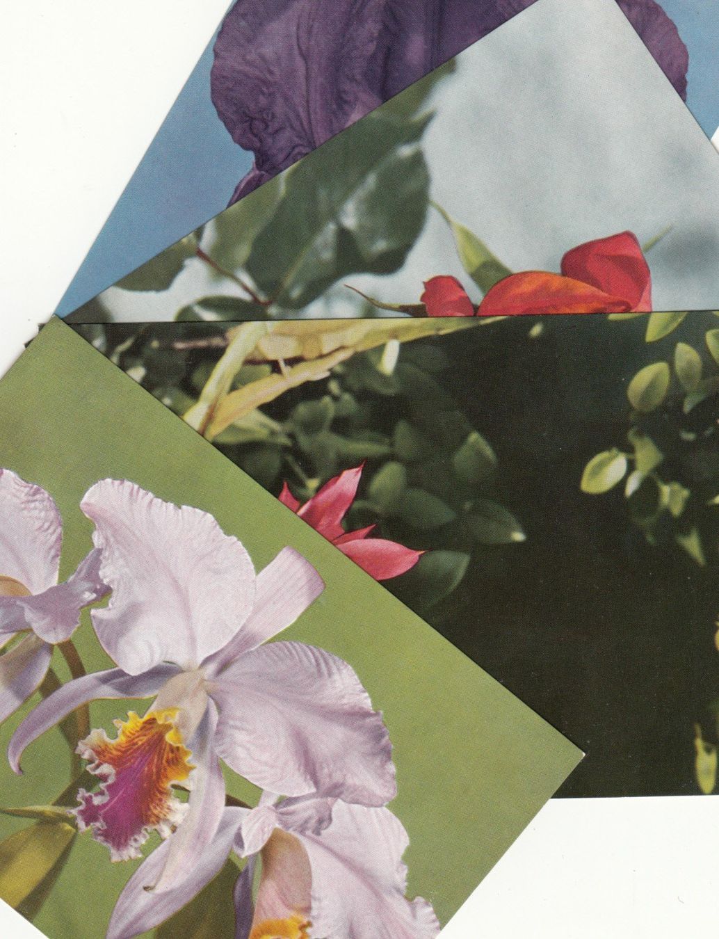 Cartoline postali: Blumen ca. 1970, 4 Stk – Usato da Bürglen TG venduto da StampGraf