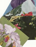 Blumen ca. 1970, 4 Stk