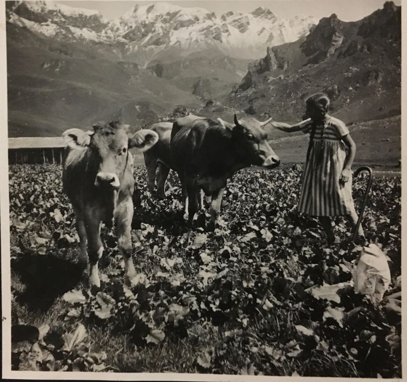 Originalfoto, Haslberg, Mägisalp, Landwirtschaft, Kühe, 1934 | Kaufen