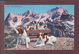 BERNHARDINERHUNDE - Eiger - Mönch - Jungfrau - 1938