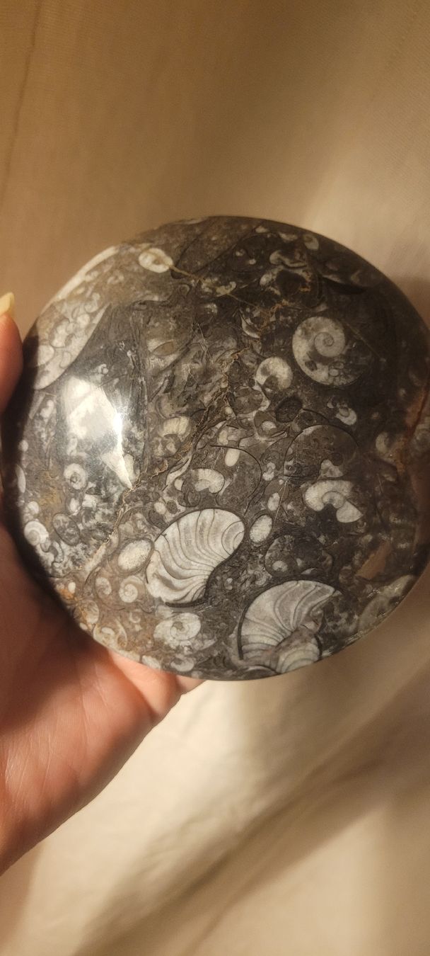 Fossili: Ammonite fossilisée, vide poche – Usato da Vevey venduto da lba_dd82 2