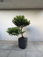 Alter Gartenbonsai Konifere 145 cm im Eternit Osaka