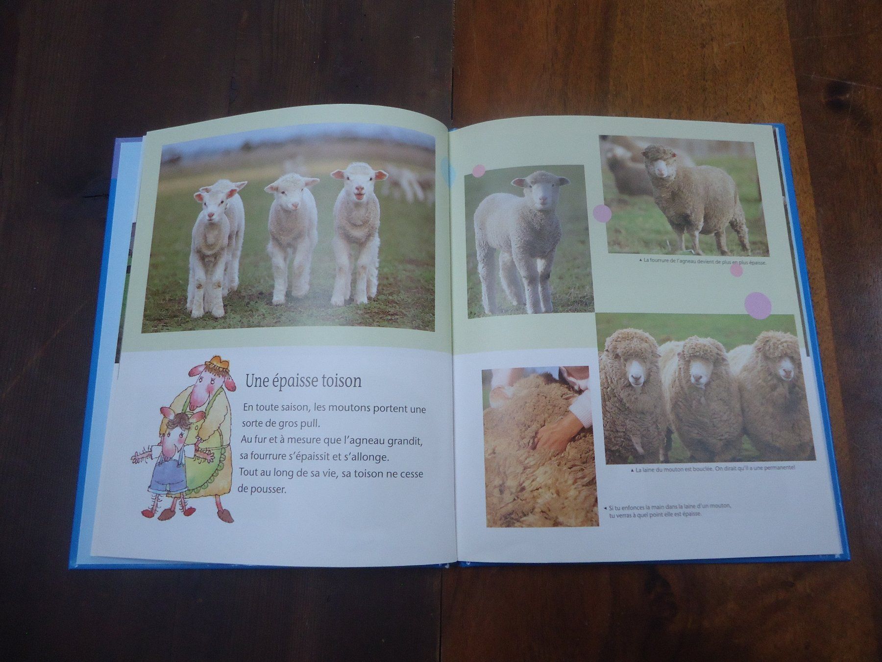 Bücher: Le mouton – Gebraucht aus Vessy von mafabe 2