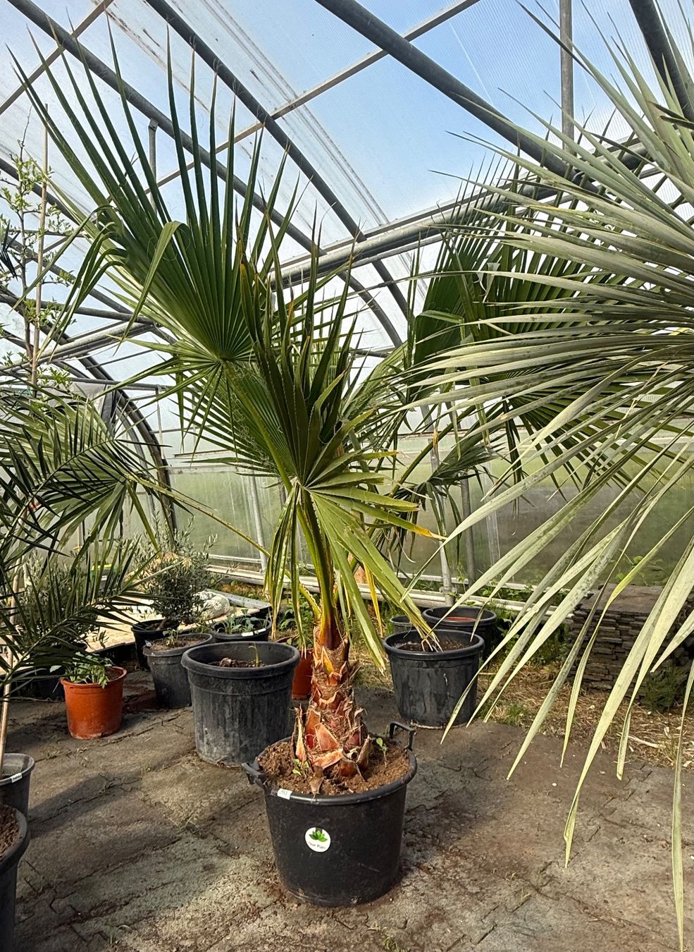 Plantes & graines: Washingtonia robusta - Versand möglich – Neuf avec emballage d'origine à Zuckenriet par Thur_Plant 2
