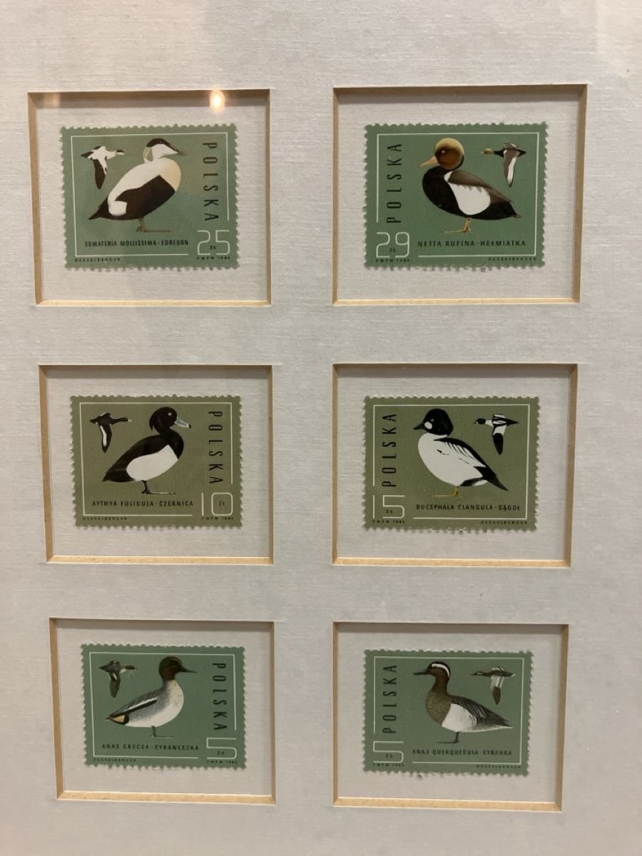 Cornici: Framed Polish Stamp Art - Duck Theme – Nuovo (secondo la descrizione) da Wettingen venduto da BAG4478 1