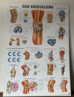 Rüdiger Anatomie Tafel: Das Kniegelenk