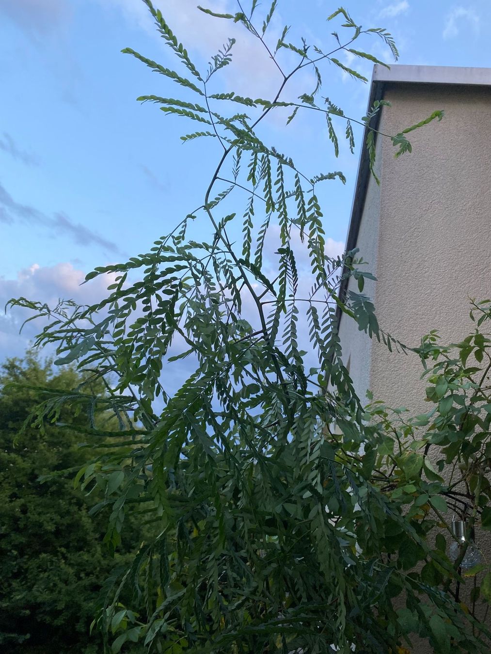 Piante & sementi: Amerikanische Gleditschie, für Balkon oder Garten mit Topf – Usato da Hochfelden venduto da powerplay61 5