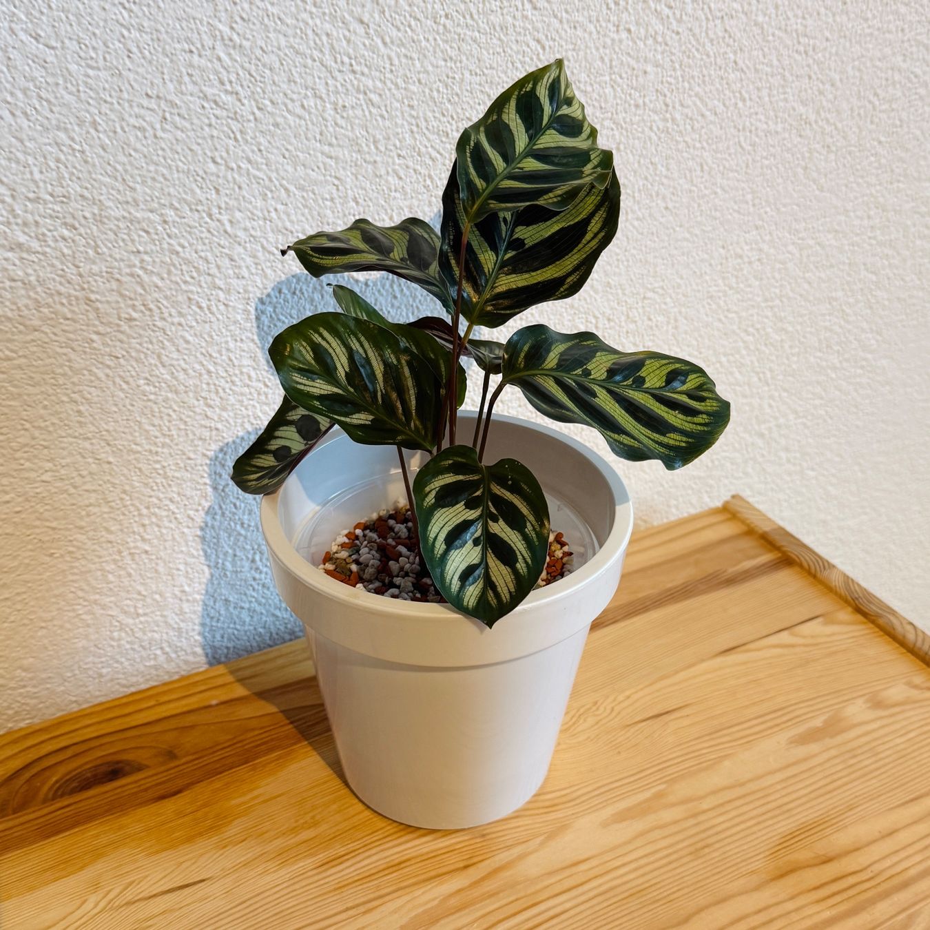 Piante & sementi: Calathea Makoyana (Nr. 4) – Usato da Wald ZH venduto da 2kndPlant