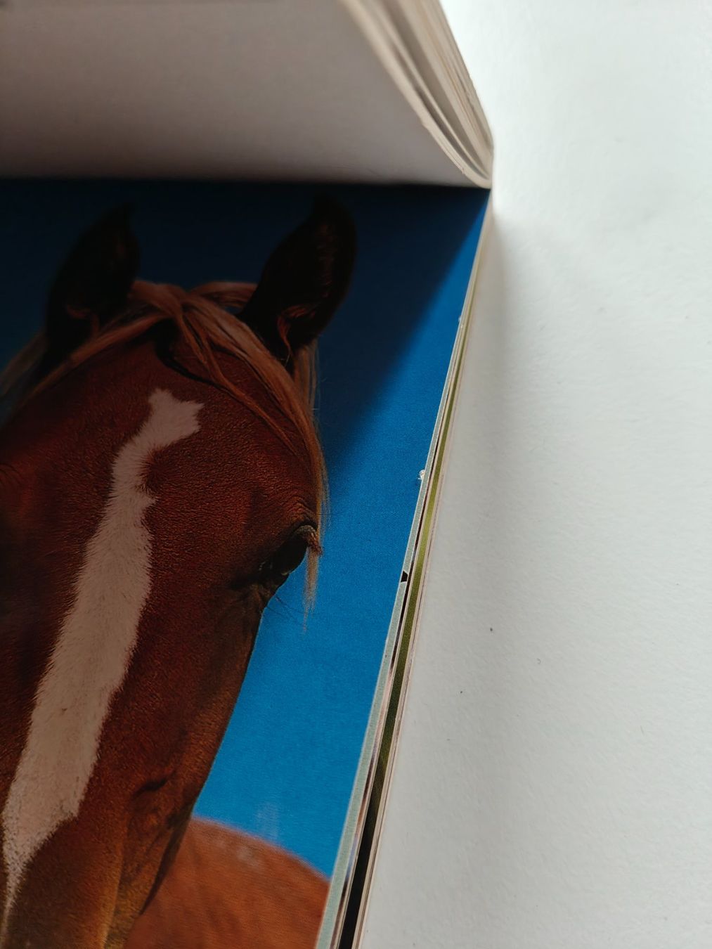 Cartoline: Pferde Postkarten 28. Stk. – Usato da Biglen venduto da oinkioink88 4