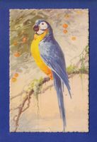 OISEAU - Perroquet par Klein // pli //