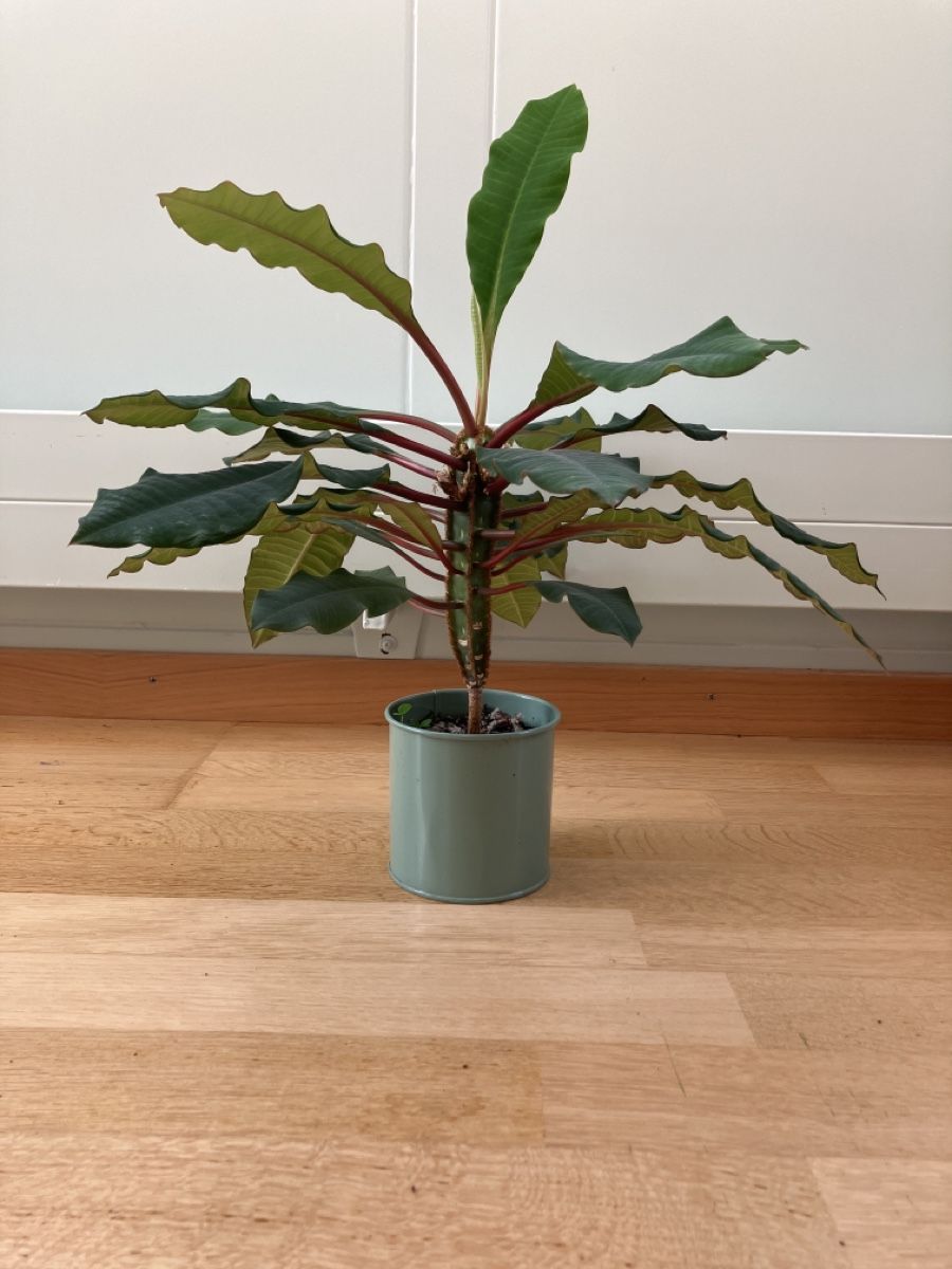 Piante & sementi: Madagaskarjuwel / Spuckpalme Samen – Nuovo (secondo la descrizione) da St.Gallen venduto da michel_simone