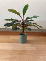 Madagaskarjuwel / Spuckpalme Samen