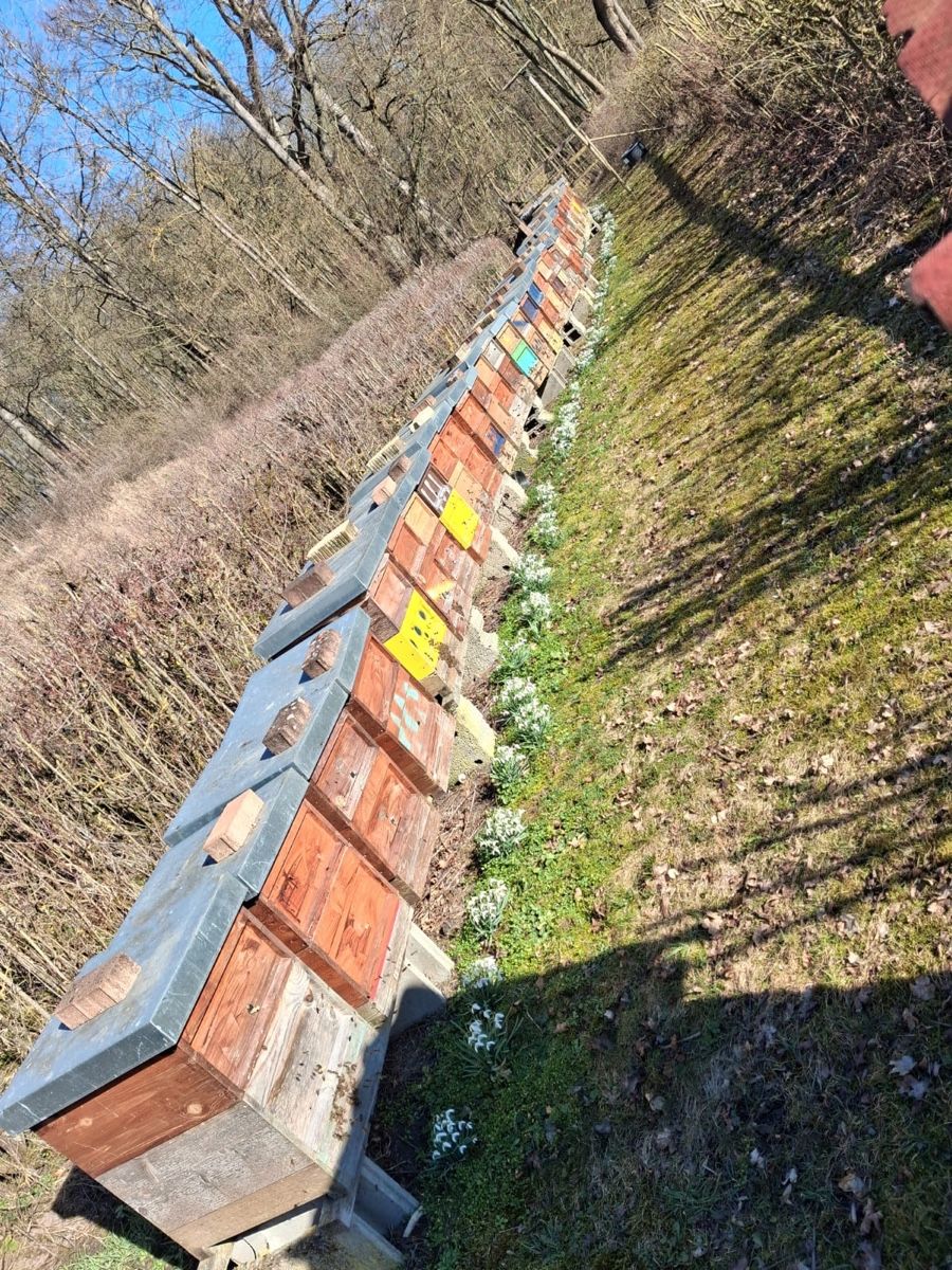 Lebensmittel & Spezialitäten: Bienenpollen – Neu und originalverpackt aus Boll von phi_g2nv 1