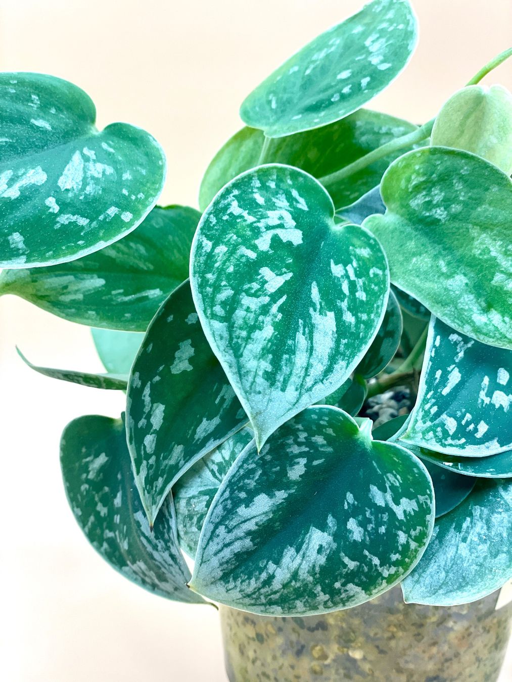 Piante & sementi: Scindapsus ‘Silver Ann’ – Nuovo (secondo la descrizione) da Zürich venduto da Leafscape 1
