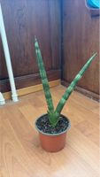 Sansevieria Cylindrica Topfgrün Grösse M