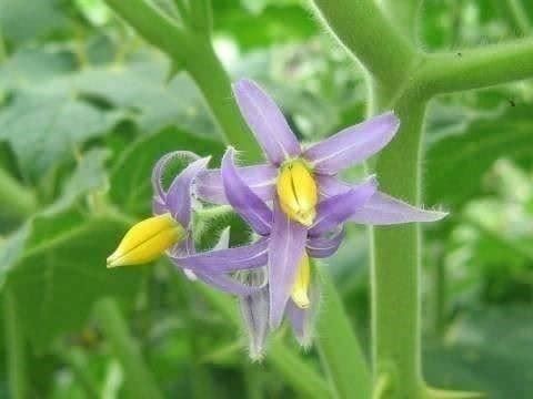 Pflanzen & Samen: FRUIT TETON ! RARE FRUIT FORME POITRINE – Neu (gemäss Beschreibung) aus Bremblens von FIBONACCI369 2