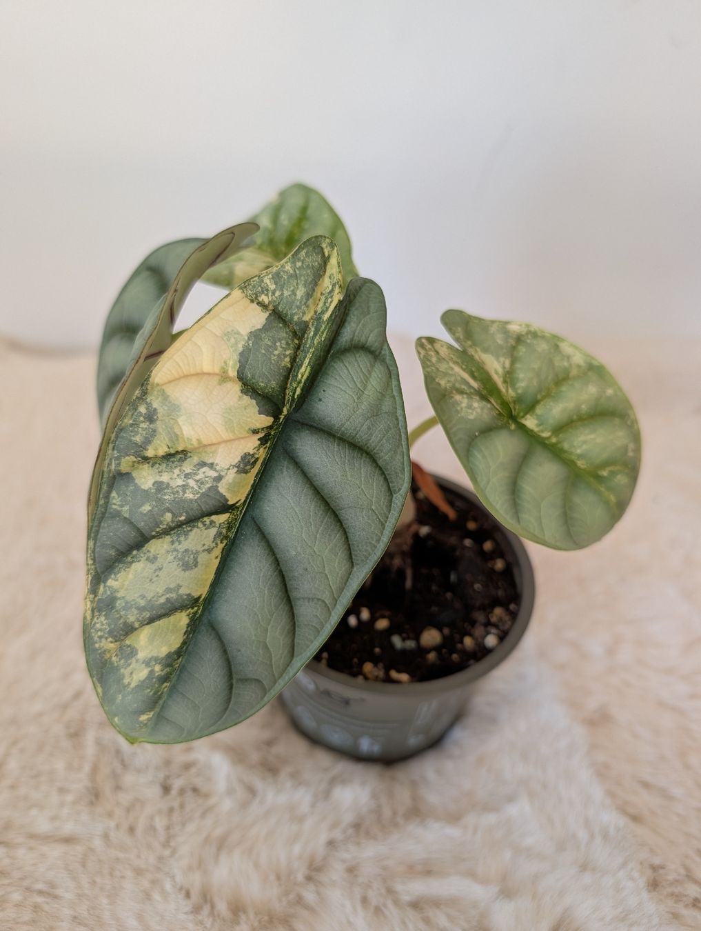 Piante & sementi: Alocasia Silver Dragon Aurea – Nuovo (secondo la descrizione) da Waltensburg/Vuorz venduto da fop_lw7n