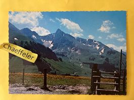 Schwefelberg-Gebiet ( Berner Oberland ) Ochsen