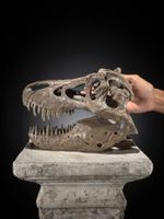 Tyrannosaurus Rex - Nachbildung Schädelskulptur