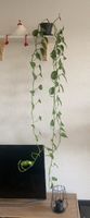 Epipremnum aureum Stecklinge (3.0)