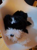 Stoffhund Folkmanis Puppets schwarz-weiss guter Zustand