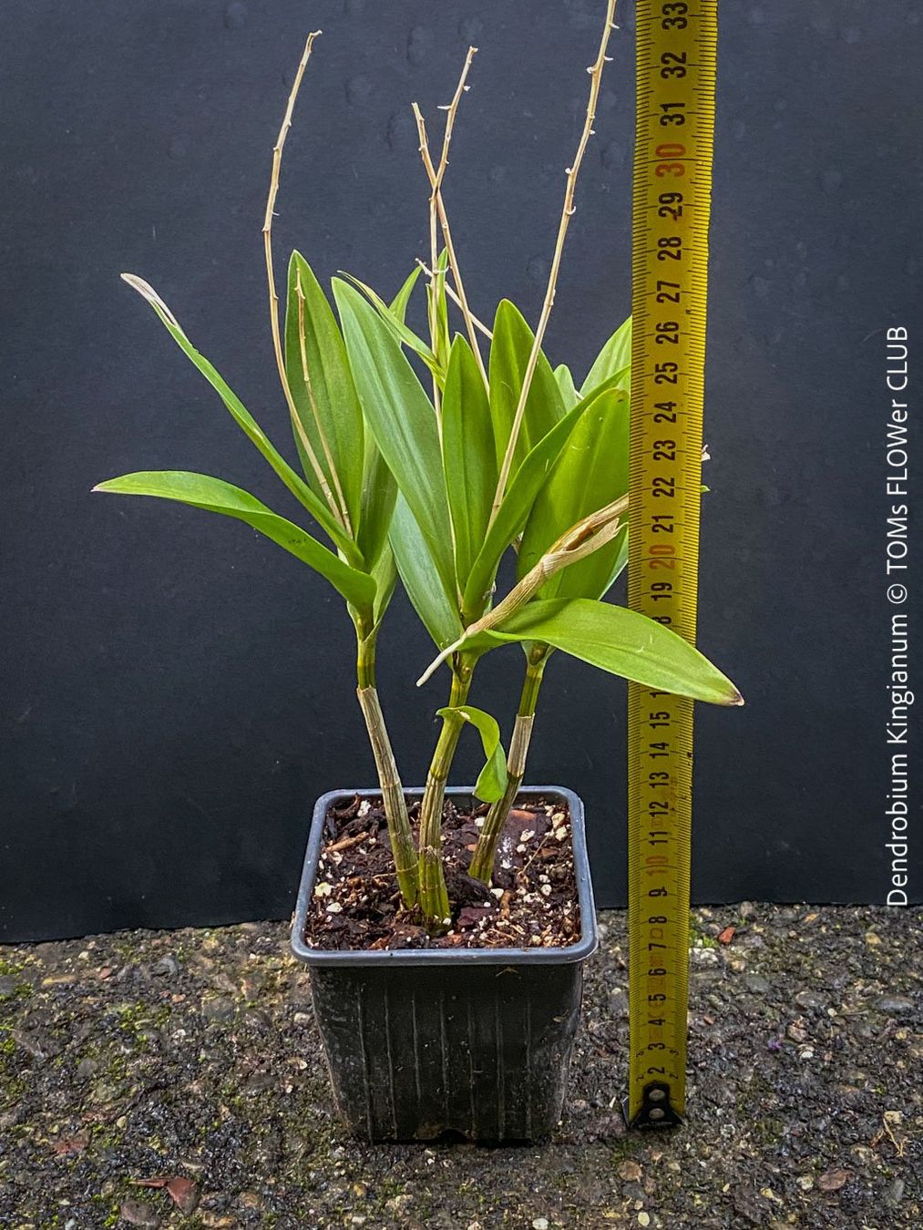 Piante & sementi: Dendrobium Kingianum - żart duftende Orchidee – Nuovo e nell'imballaggio originale da Adliswil venduto da astom369 2