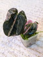 Anthurium "Hot Barbie" Pink Variegata