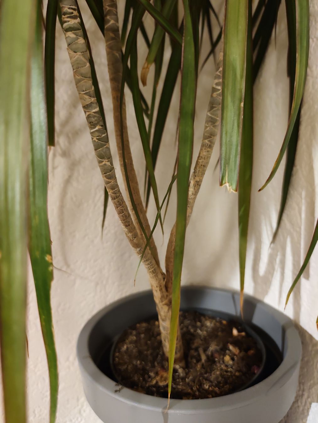 Pflanzen & Samen: Zimmerpflanze Drachenbaum gebraucht – Gebraucht aus Gossau SG von ds_5rsc 2
